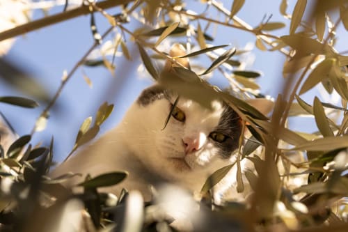 White and black cat among olive tree branches at Le Prieuré Notre-Dame in Montfrin, France