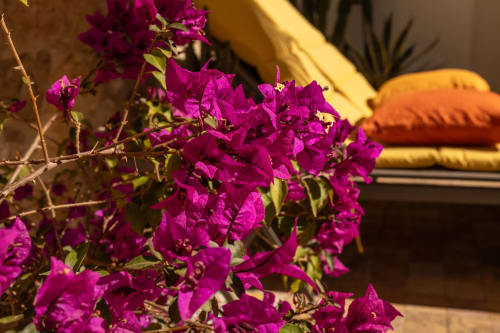 Vibrant magenta bougainvillea flowers at Le Prieuré Notre-Dame boutique hotel in Montfrin