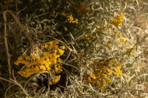 Yellow wildflowers blooming in Montfrin, France near Le Prieuré Notre-Dame guesthouse gardens