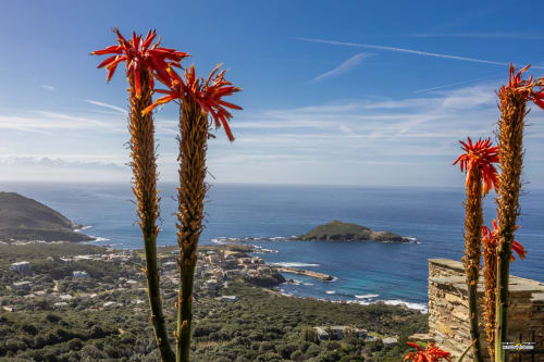 Les fleurs rouges du désert encadrent le village côtier et la mer turquoise de Villa CECILE, Centuri, Corse