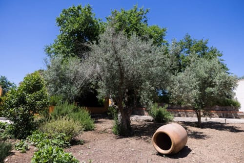 Rustic garden at Finca Navalpino with ancient olive trees, pottery, and Mediterranean vegetation in Guadamur