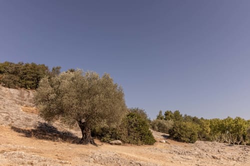 Olive groves on hillside near Le Prieuré Notre-Dame, Montfrin, France