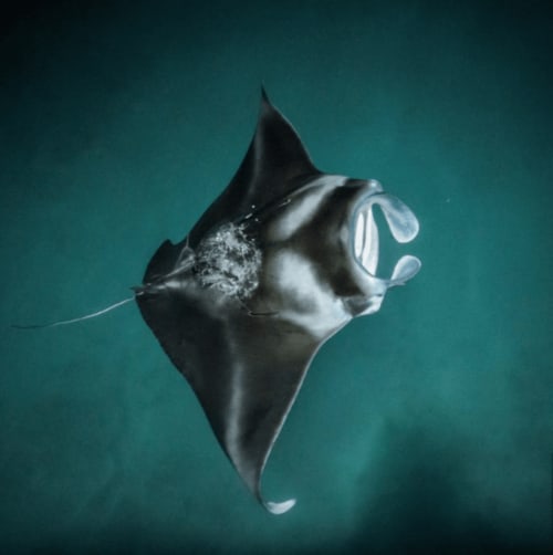 Manta ray gliding through turquoise waters near Tikehau, French Polynesia sea view accommodation