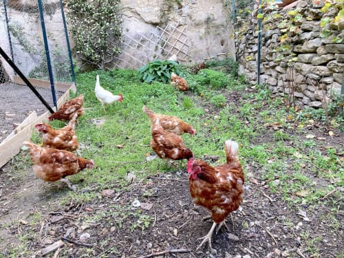 Poules brunes et blanches se promenant dans le jardin du Château De Villelongue, un charmant gîte de campagne français