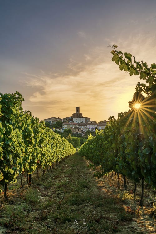 Vineyard rows at sunset with medieval village and château tower in background, Villelongue-d'Aude