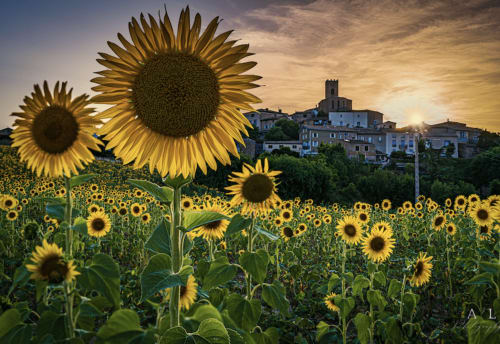 Champ de tournesols au coucher de soleil avec le village médiéval de Villelongue-d'Aude en arrière-plan
