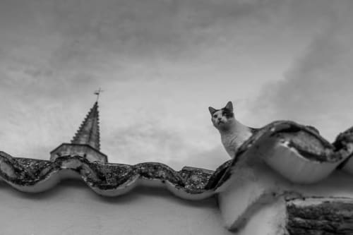Cat perched on wavy roof tiles with church spire at Le Prieuré Notre-Dame, Montfrin France