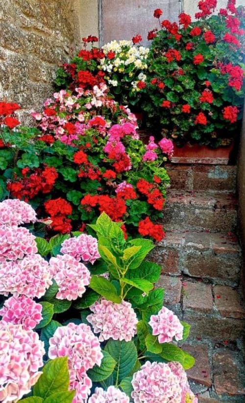Gerani colorati in rosa, rosso e bianco fioriscono sulla terrazza di Torre Della Chiocciola B&B a Monteriggioni, Siena