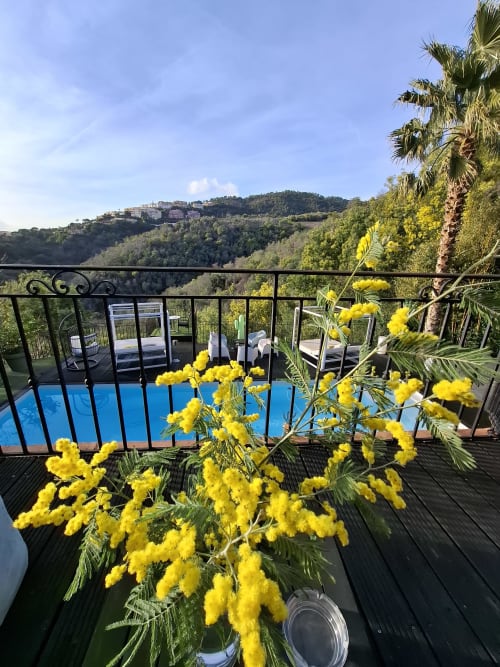 Yellow mimosa flowers on Villa Colina terrace overlooking pool and Mandelieu la Napoule landscape