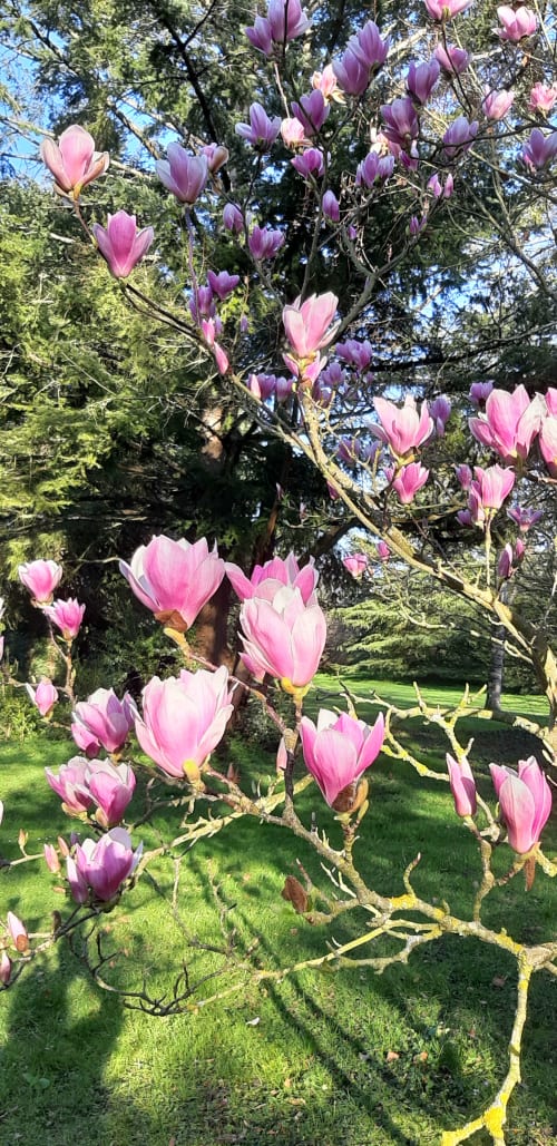 Magnolia