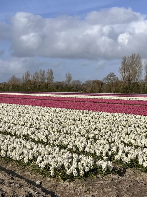Champs de tulipes colorés avec fleurs blanches et roses près des Gîtes De L'odet à Clohars-Fouesnant, Bretagne