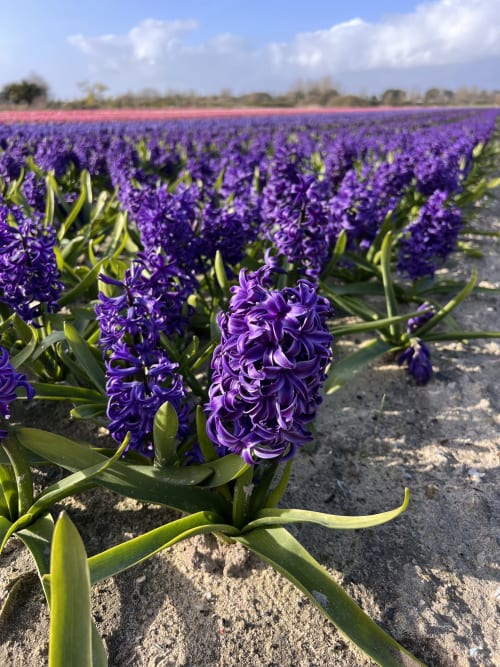 Magnifique champ de jacinthes violettes près des Gîtes De L'odet à Clohars-Fouesnant, Bretagne