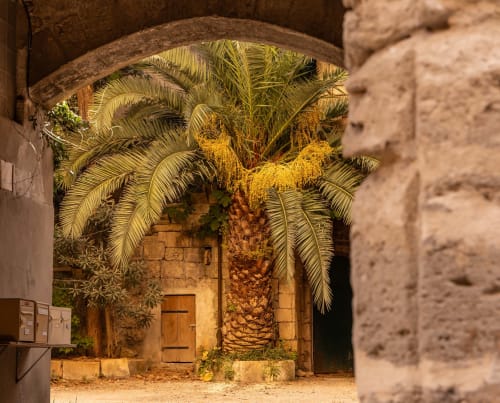 Stone archway with palm tree at Le Prieuré Notre-Dame guesthouse in Montfrin, France