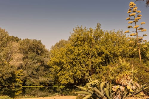 Serene riverside garden view at Le Prieuré Notre-Dame in Montfrin, France, with lush trees and yellow flowering plants