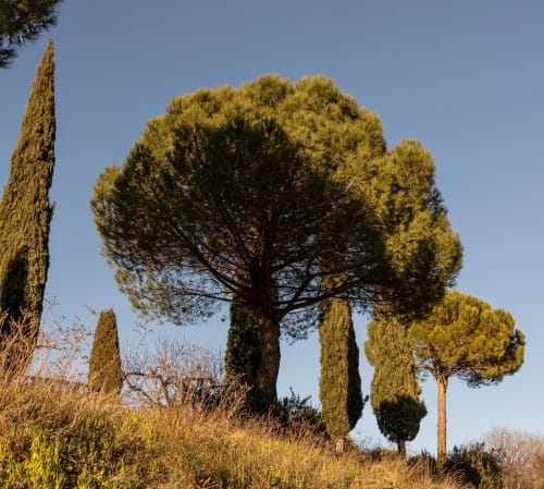 Italian cypress and stone pines with golden light, typical Mediterranean landscape near Le Prieuré Notre-Dame in Montfrin