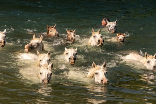 Herd of white and brown horses swimming in river near Le Prieuré Notre-Dame, Montfrin France