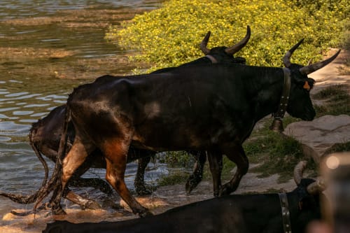 Black horned cattle wading in river near Le Prieuré Notre-Dame, Montfrin France