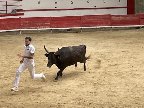 Bullfighter in white traditional suit evading black bull in arena at Le Prieuré Notre-Dame, Montfrin France