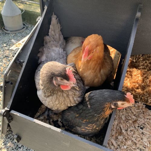 Poules dans un poulailler à la Maison d'Hôtes La Chabanaise, gîte rural en Marais Poitevin, France