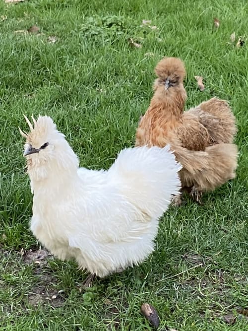 Poules blanches et brunes fluettes se promenant dans les prés verdoyants de la Maison d'Hôtes La Chabanaise en Marais Poitevin