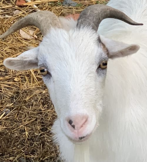 Chèvre blanche à la Maison d'Hôtes La Chabanaise dans le Marais Poitevin, un gîte de charme en campagne française