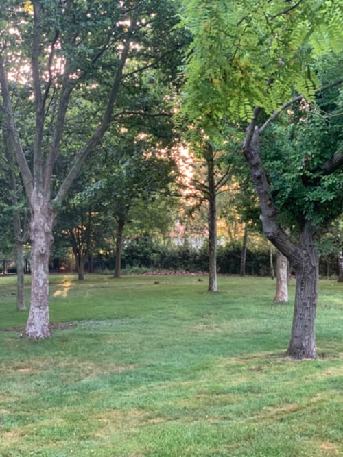 Parc ombragé de la Maison d'Hôtes La Chabanaise avec arbres centenaires et pelouse verdoyante en Marais Poitevin