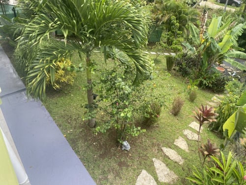 Vue panoramique sur le jardin tropical.