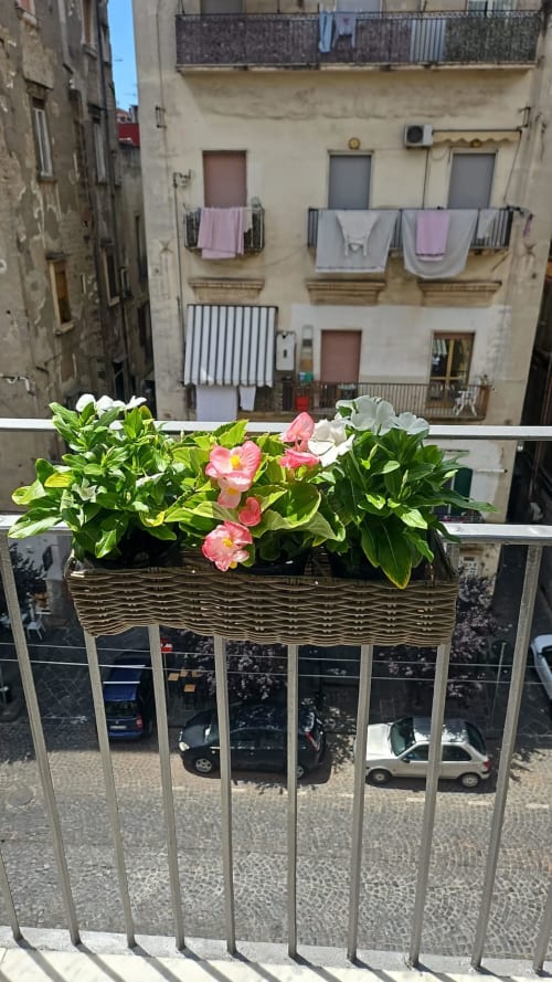 Gerani rosa in fiore in vaso di vimini su balcone napoletano affacciato su cortile storico con stendini di bucato
