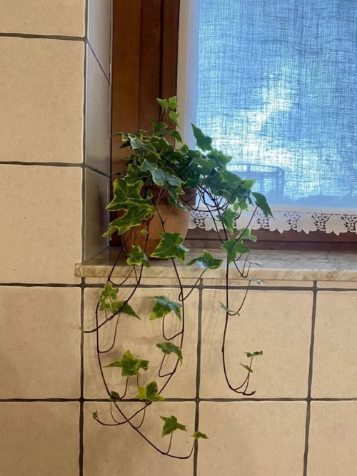 Trailing ivy plant in terracotta pot on tiled windowsill at Agriturismo Colle Mura, Gualdo Tadino, with blue sky view