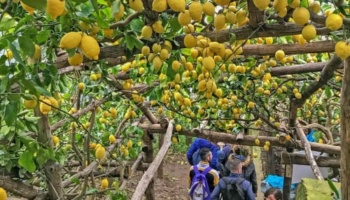 Abbondanti limoni gialli pieni di colore pendono dal pergolato in legno presso la Casa Mannini B&B a Maiori, Italia