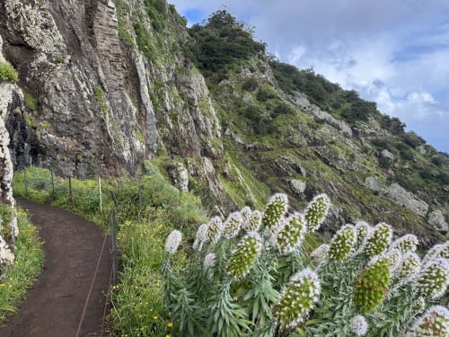 Terraced garden with white flowers at Check Madeira hotel in Ribeira Brava, overlooking dramatic cliff face