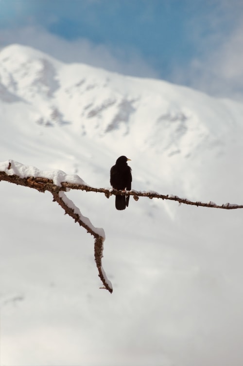 Oiseau noir perché sur une branche enneigée avec vue sur les Alpes enneigées de l'Hôtel De La Sage, La Sage