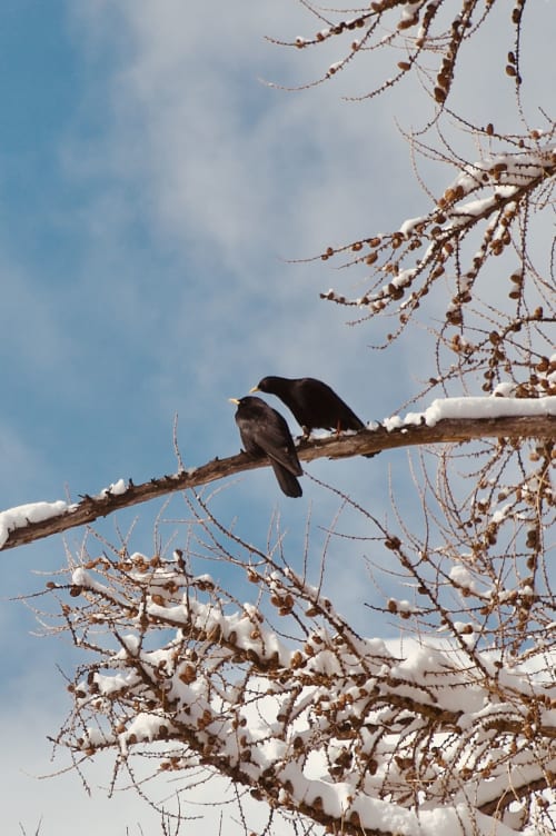 Oiseau perché sur une branche enneigée avec des arbres givrés à l'Hôtel De La Sage, La Sage