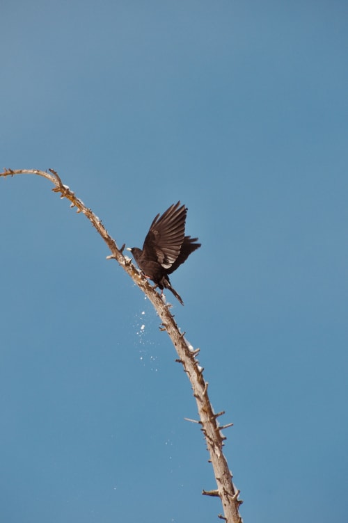 Oiseau noir s'envolant d'une branche épineuse sous un ciel bleu dégagé près de l'Hôtel De La Sage