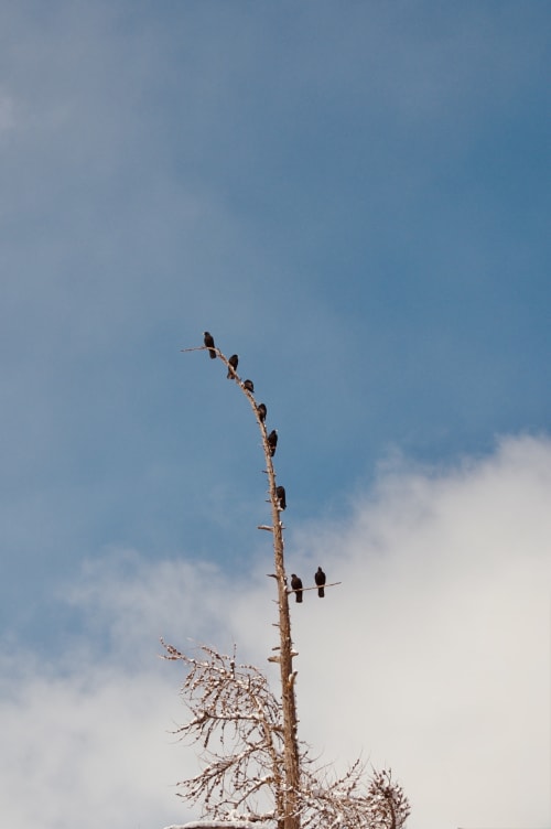 Aigles perchés sur un arbre mort près de l'Hôtel De La Sage à La Sage, Suisse