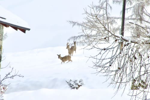 Deux cerfs courant dans un paysage enneigé à l'Hôtel De La Sage, scène alpine hivernale avec arbres givrés