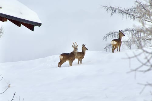 Trois cerfs dans un paysage enneigé près de l'Hôtel De La Sage à La Sage, Suisse, avec des sapins givrés