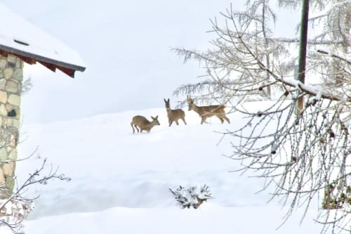 Cerfs traversant un paysage enneigé à l'Hôtel De La Sage à La Sage, Suisse, en hiver