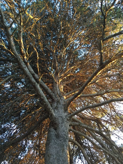 Antiguo árbol en Sa Bassa Crua Agroturismo de Llucmajor, España, con ramas doradas al sol y follaje otoñal