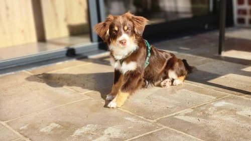 Hund auf der Terrasse des hundefreundlichen Ferienhauses „Le Clos Delamare“ in La Poterie-Cap-d'Antifer