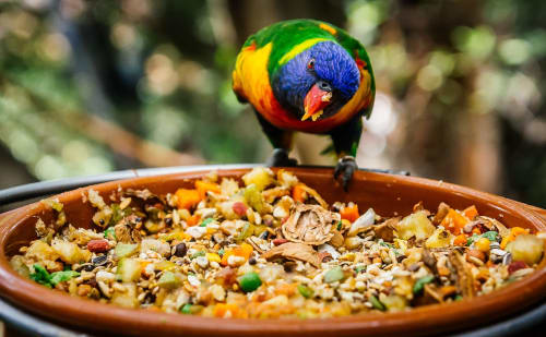 Colorful rainbow lorikeet eating from a bowl of mixed seeds and fruits at Marigold Property Services, Costa Adeje