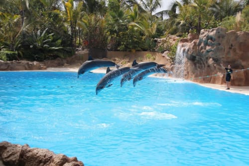 Dolphins jumping in bright blue pool at Marigold Property in Costa Adeje, Tenerife with tropical palms and rocky cliffs