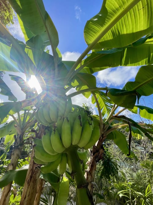 Régime de bananes mûres suspendu à l'arbre à Sunseeker Sxm à Saint-Martin, Orient Bay