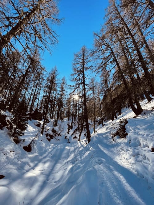 Sentier enneigé en forêt avec mélèzes dénudés à l'Hôtel De La Sage, La Sage Suisse