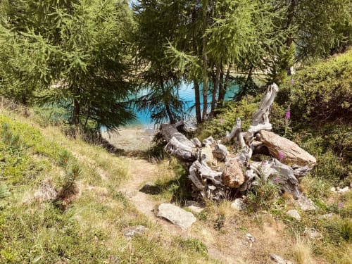 Plage alpine avec sapins et bois flotté près de l'Hôtel De La Sage, La Sage Suisse