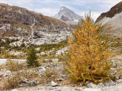 Alpine autumn landscape near Hotel De La Sage in La Sage with golden larch tree and mountain peak