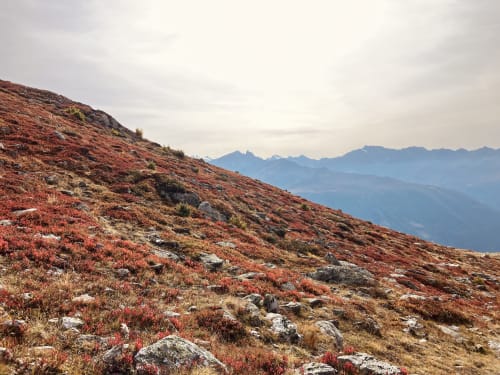 Prairie alpine avec bruyère rouge près de l'Hôtel De La Sage à La Sage, Suisse, avec vue sur les montagnes