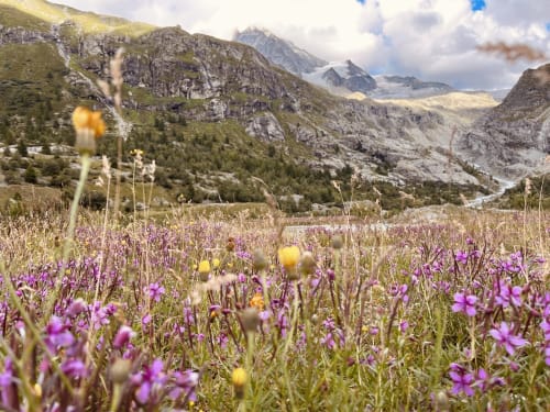 Alpine meadow with purple wildflowers and mountains near Hotel De La Sage in La Sage, Switzerland
