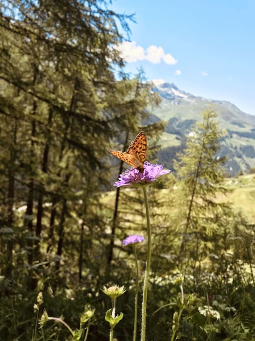 Papillon sur fleur violette avec vue sur les Alpes, Hôtel De La Sage, La Sage Suisse