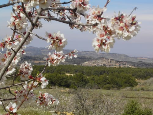 Florestas de almendro enmarcan el paisaje rural de RuralGorgs en El Vilosell, España, con colinas verdes y pueblos